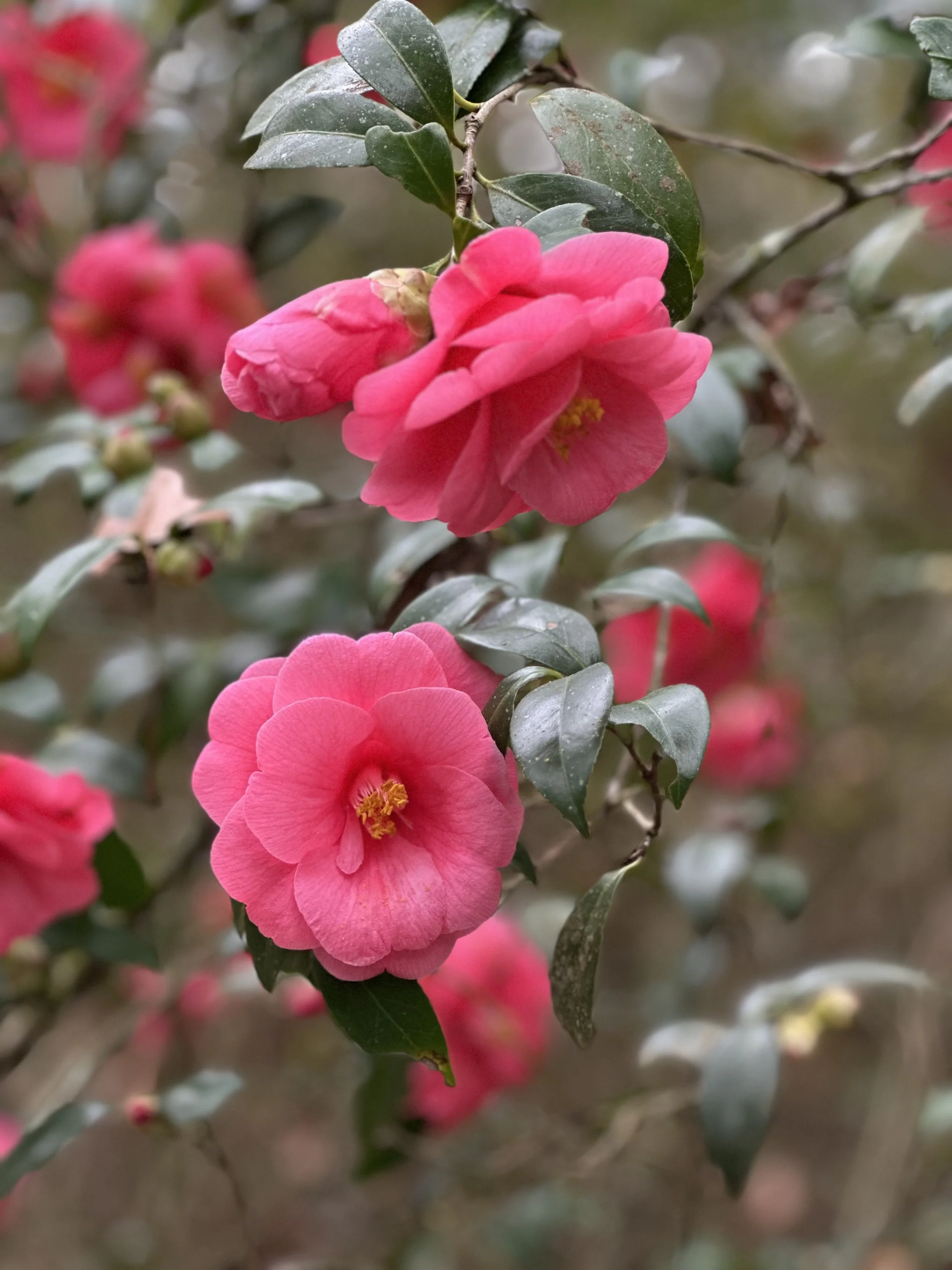 Plant Collection Accessioning — Magnolia Plantation & Gardens
